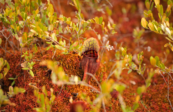 Wild fauna in the fall