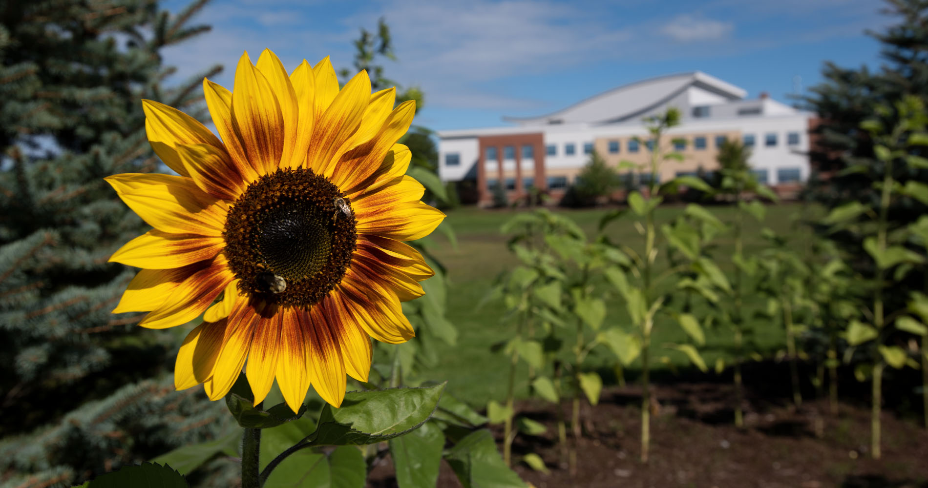 Sunflowers bloom in front of the Beardsley Meeting House