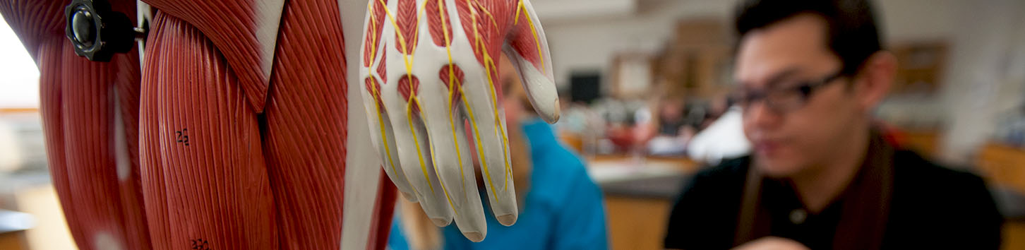 Students studying human anatomy in a PT lab