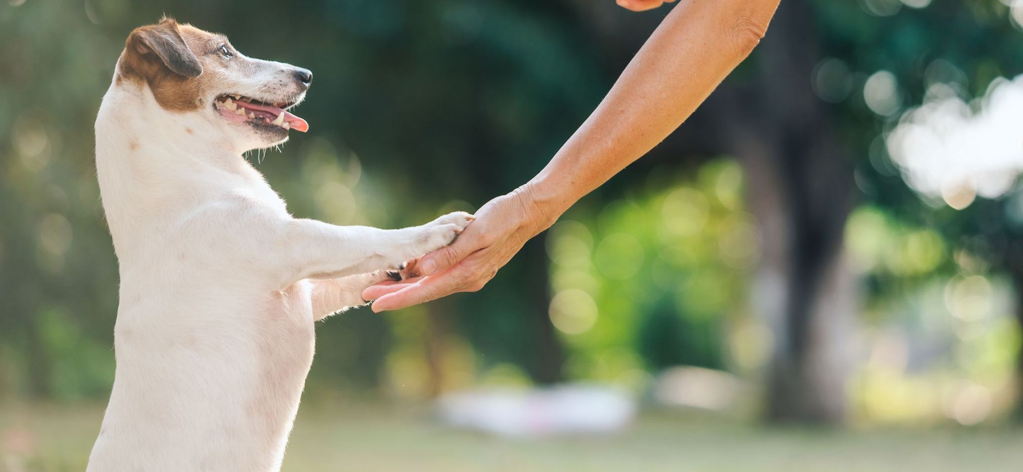 Small dog stands on back legs while rest front paws on a person's hand.