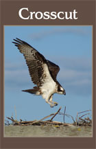 The cover of the 2008 Crosscut Literary Magazine is a photograph of a bird landing on a beach.