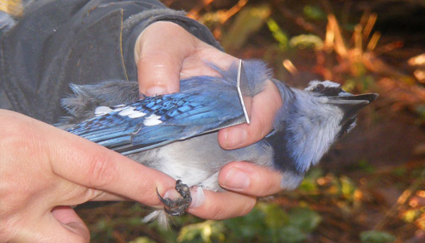 A student measures the wing length of a bluejay.