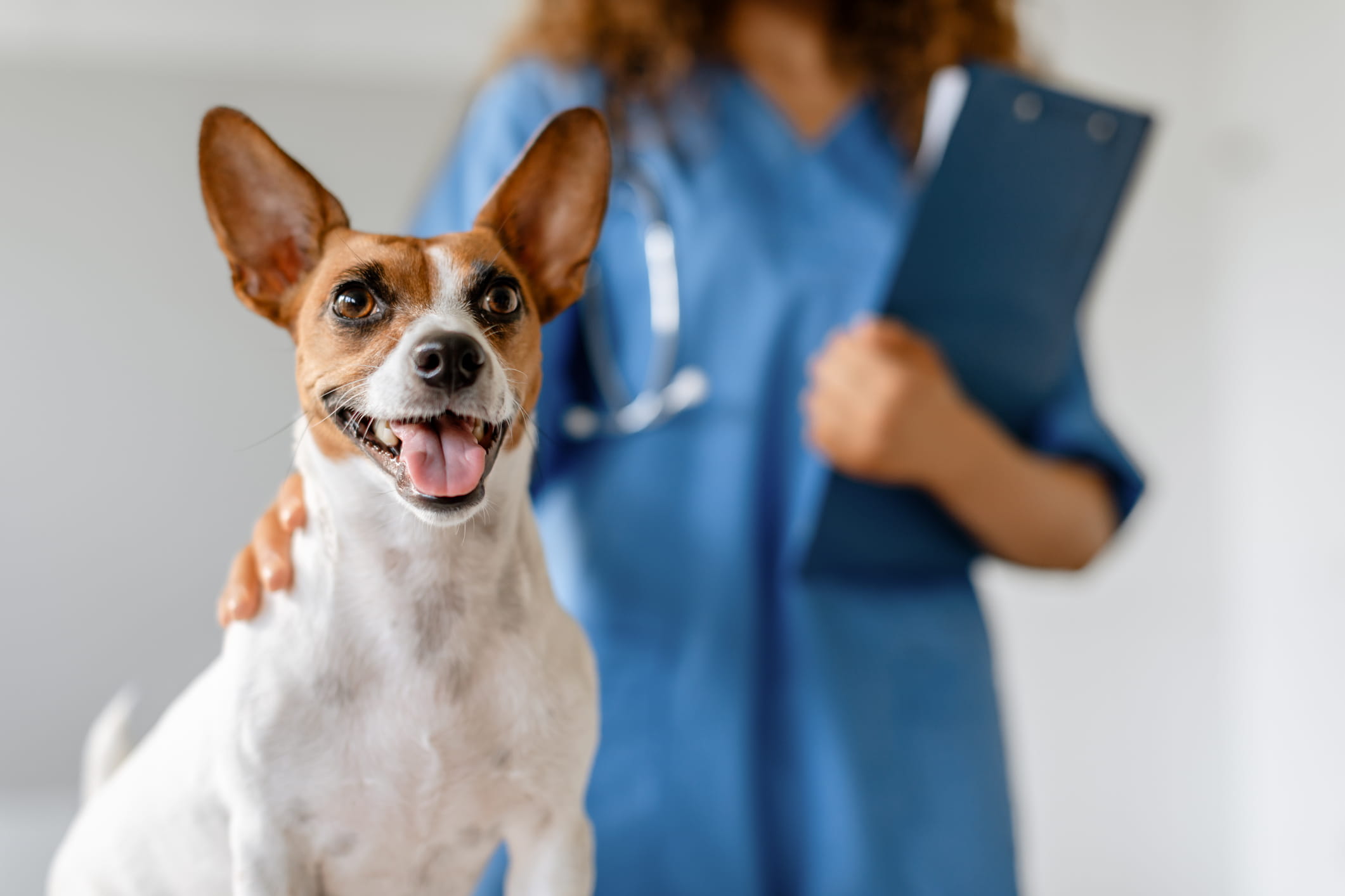 Veterinarian petting a dog.