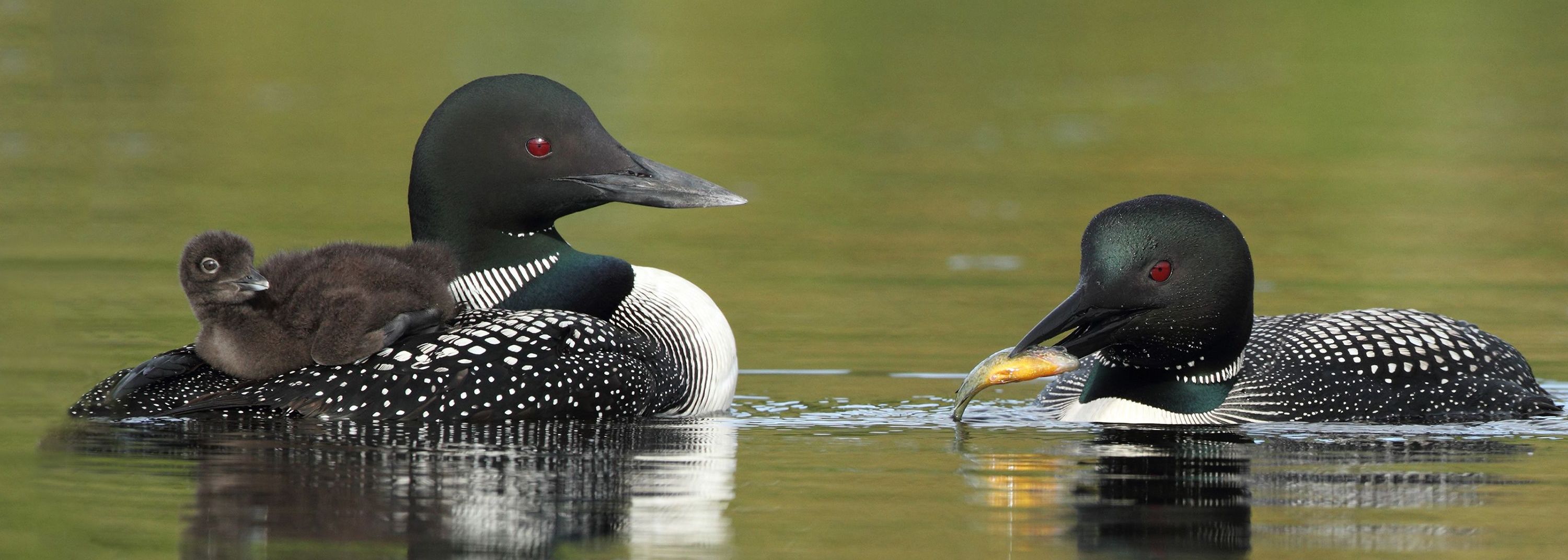 Two adult loons and one baby loon in water.