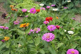 Rain Garden at Husson University