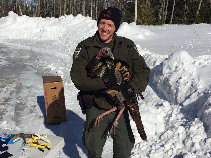 An environmental law enforcement officer holds a wild turkey