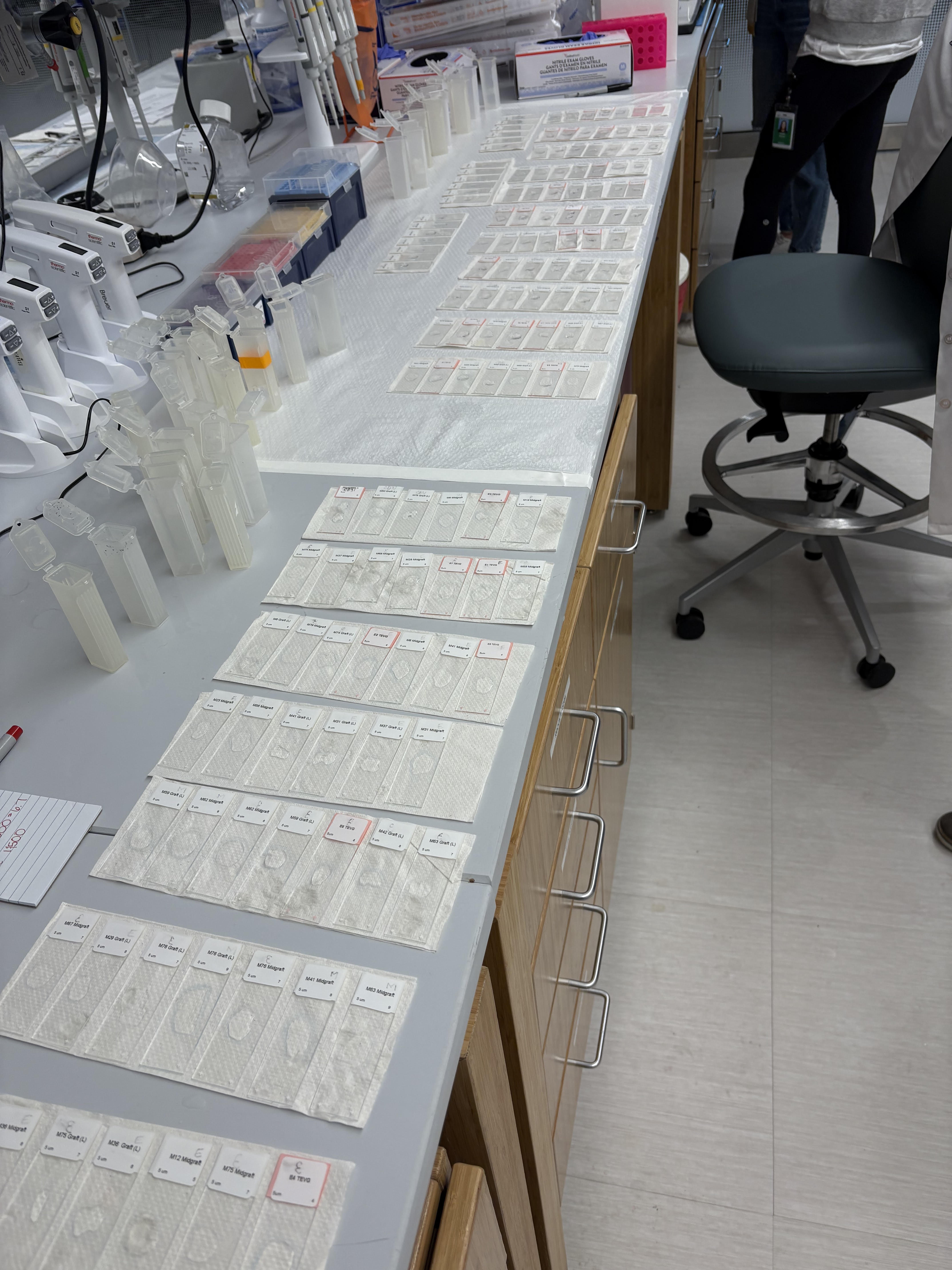 Rows of glass slides are shown on a lab table.