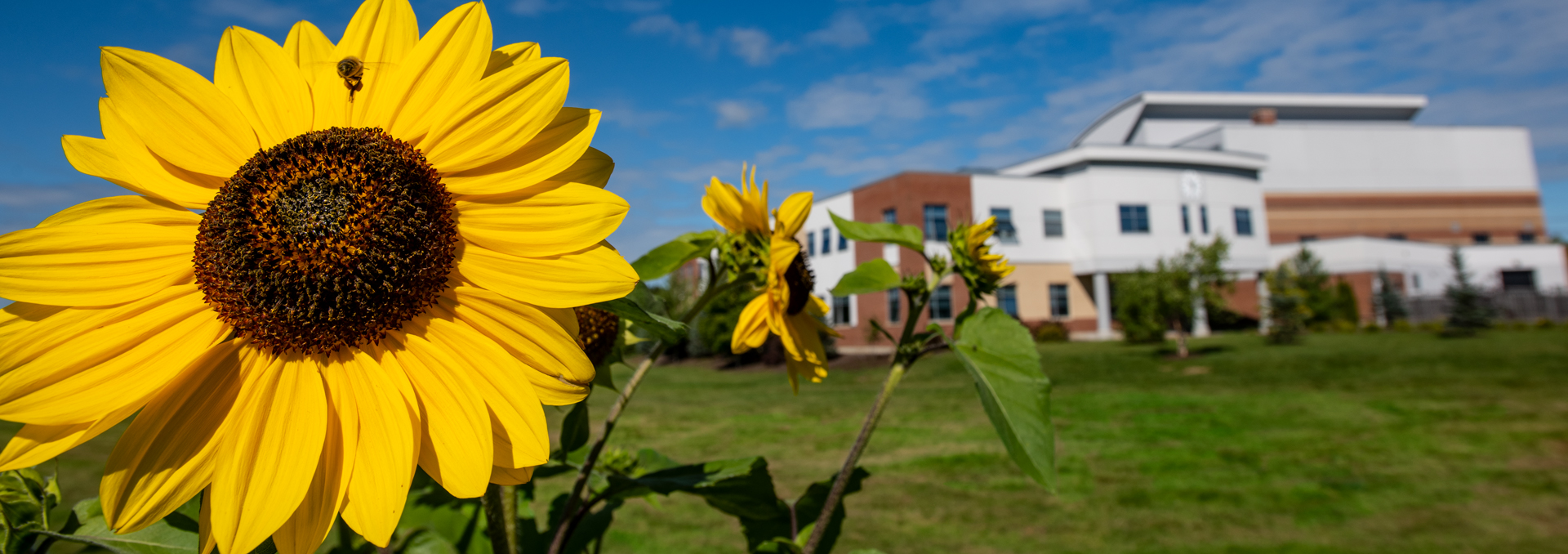 Sunflowers on the campus of Husson University