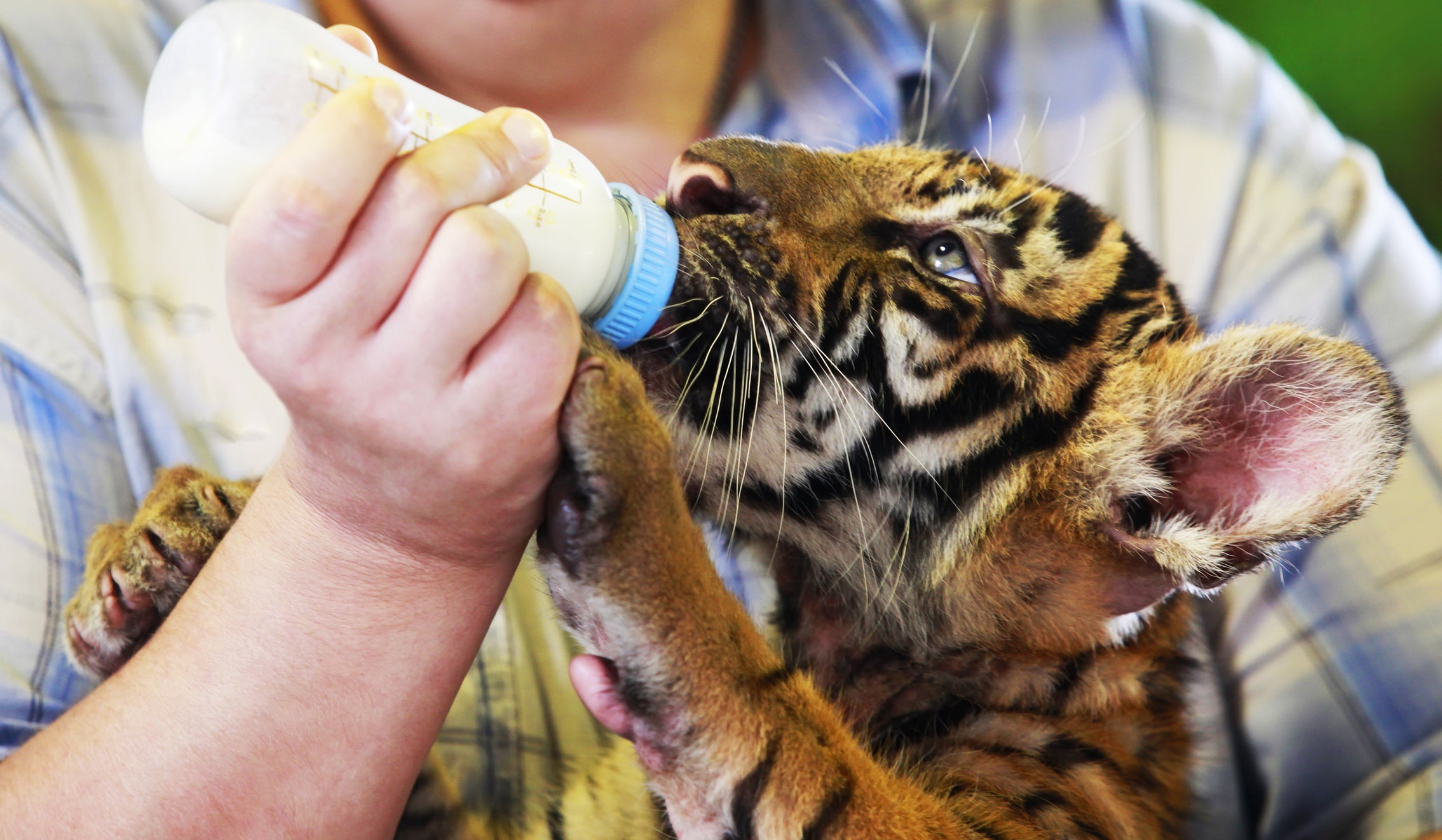 Human using a bottle to feed milk to a tiger cub.