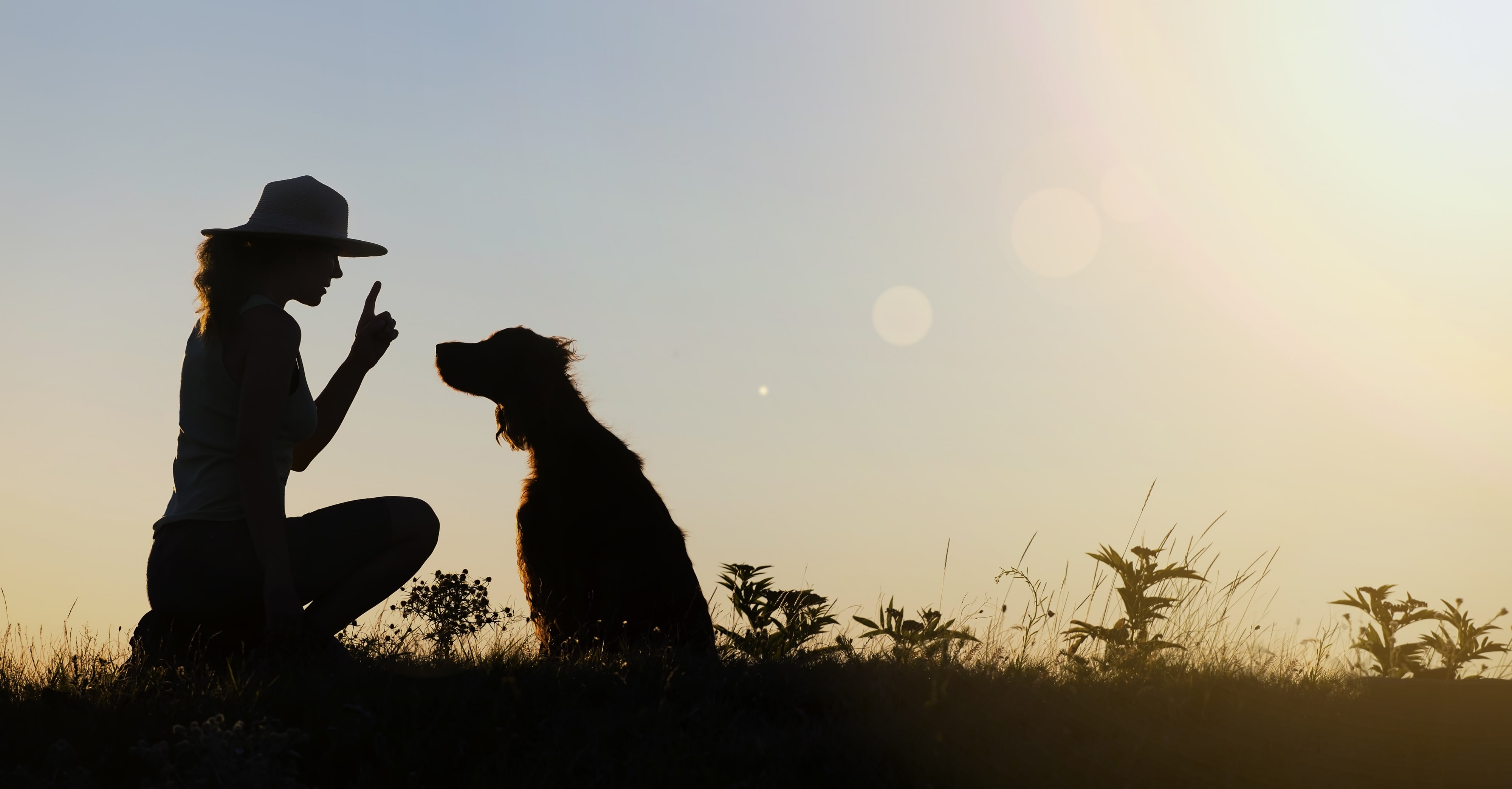 Dog trainer working with a dog.