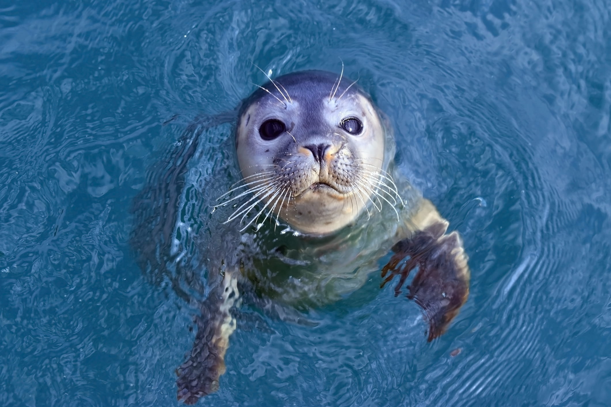 Young seal floating in water.