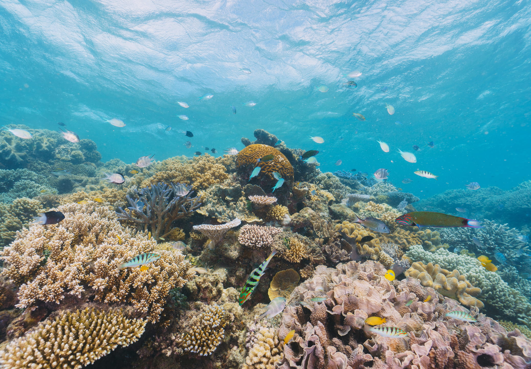 Fish swimming around a coral reef.
