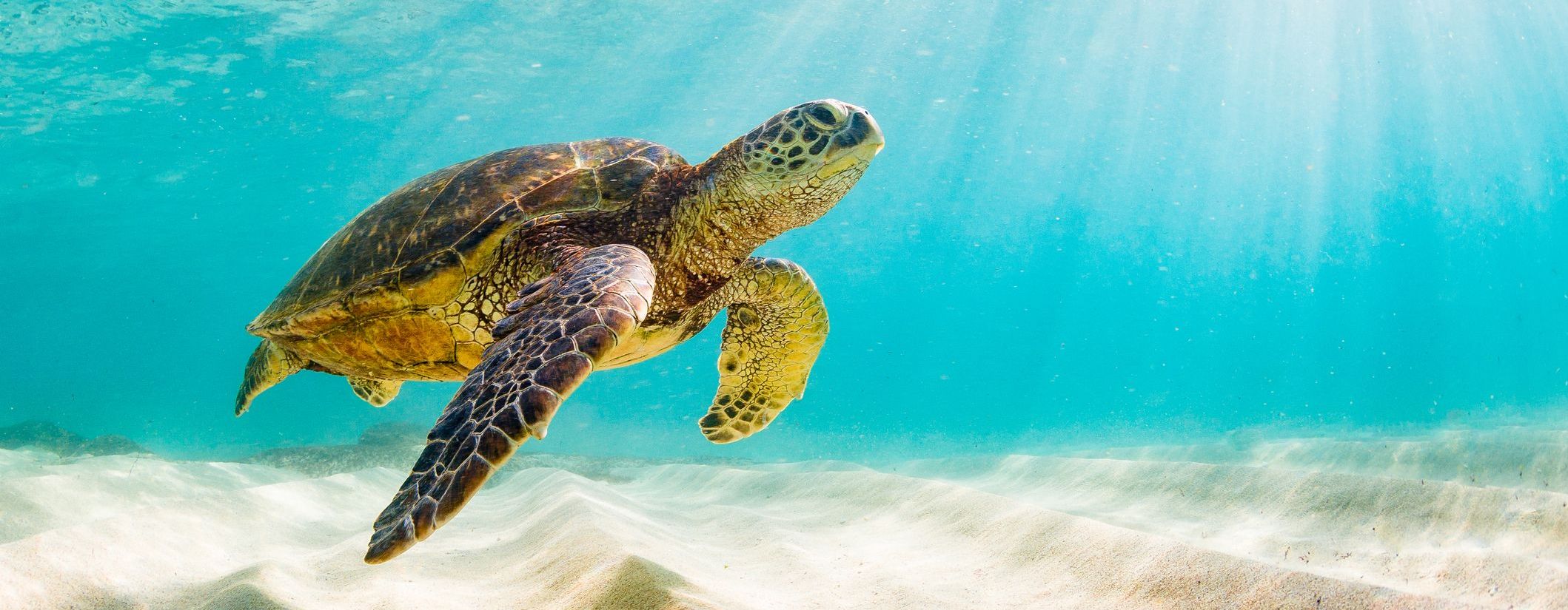 A sea turtle swimming underwater.