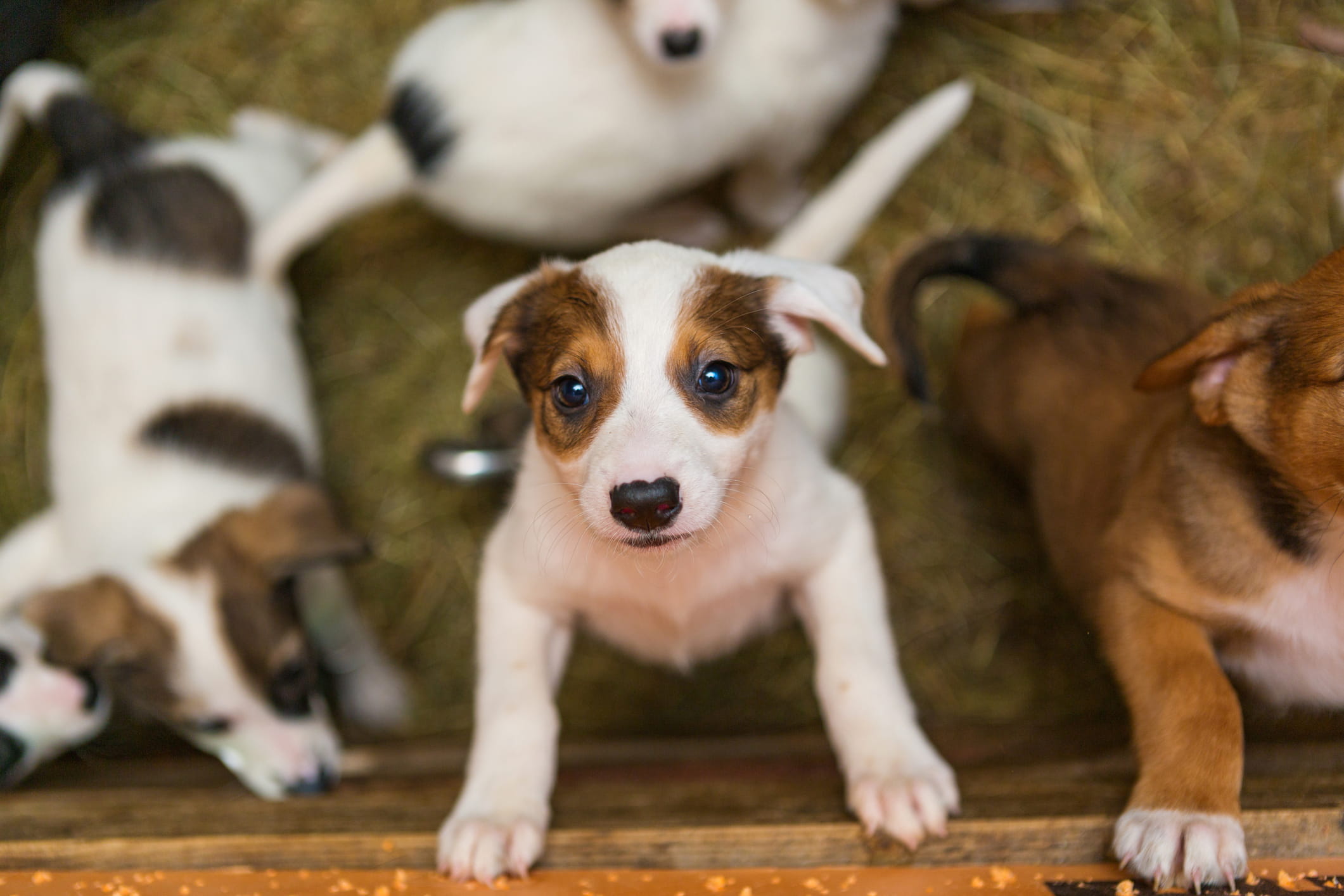 Puppy standing on its back legs.