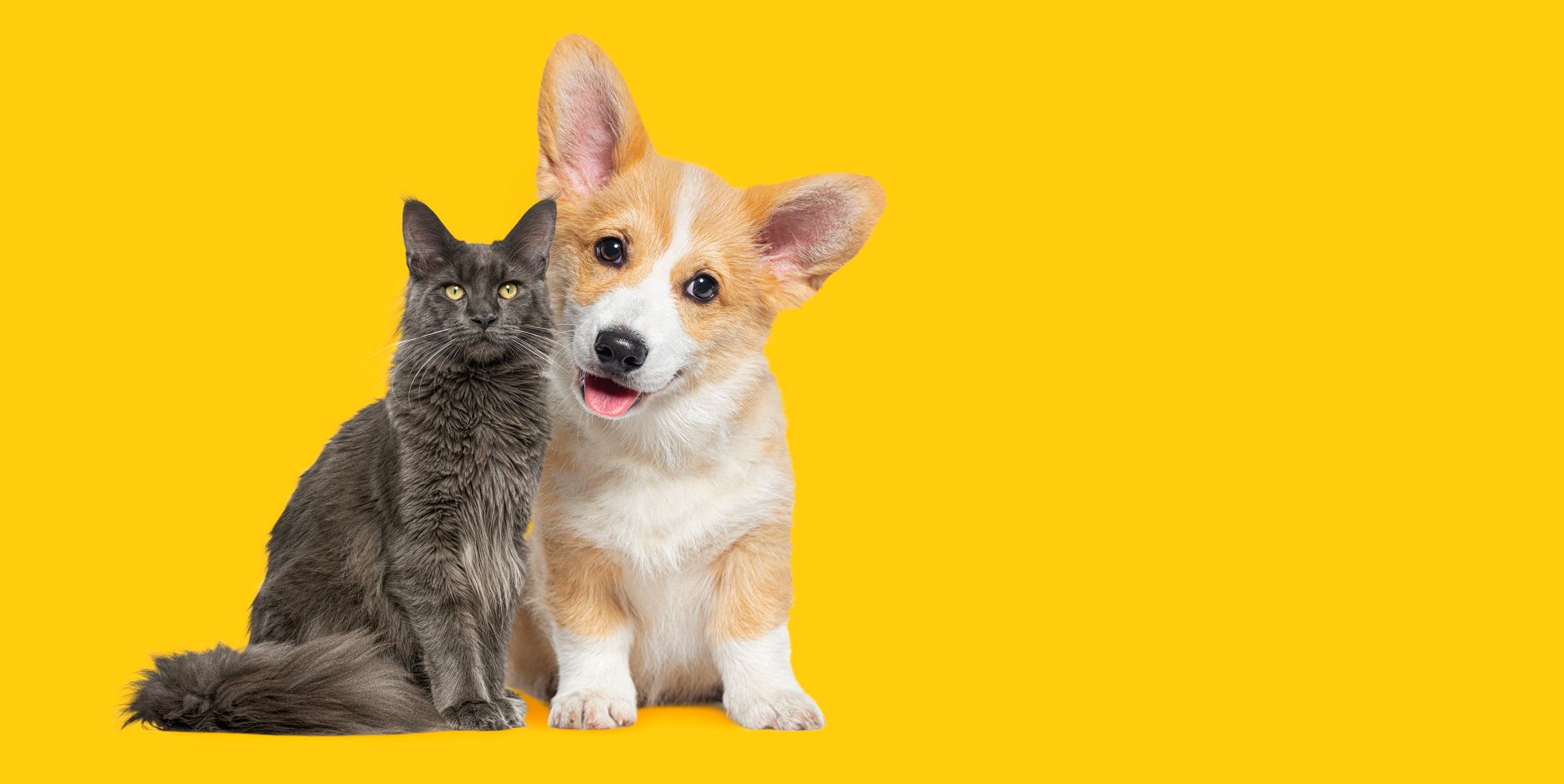 Cat and dog sitting together in front of a yellow background.