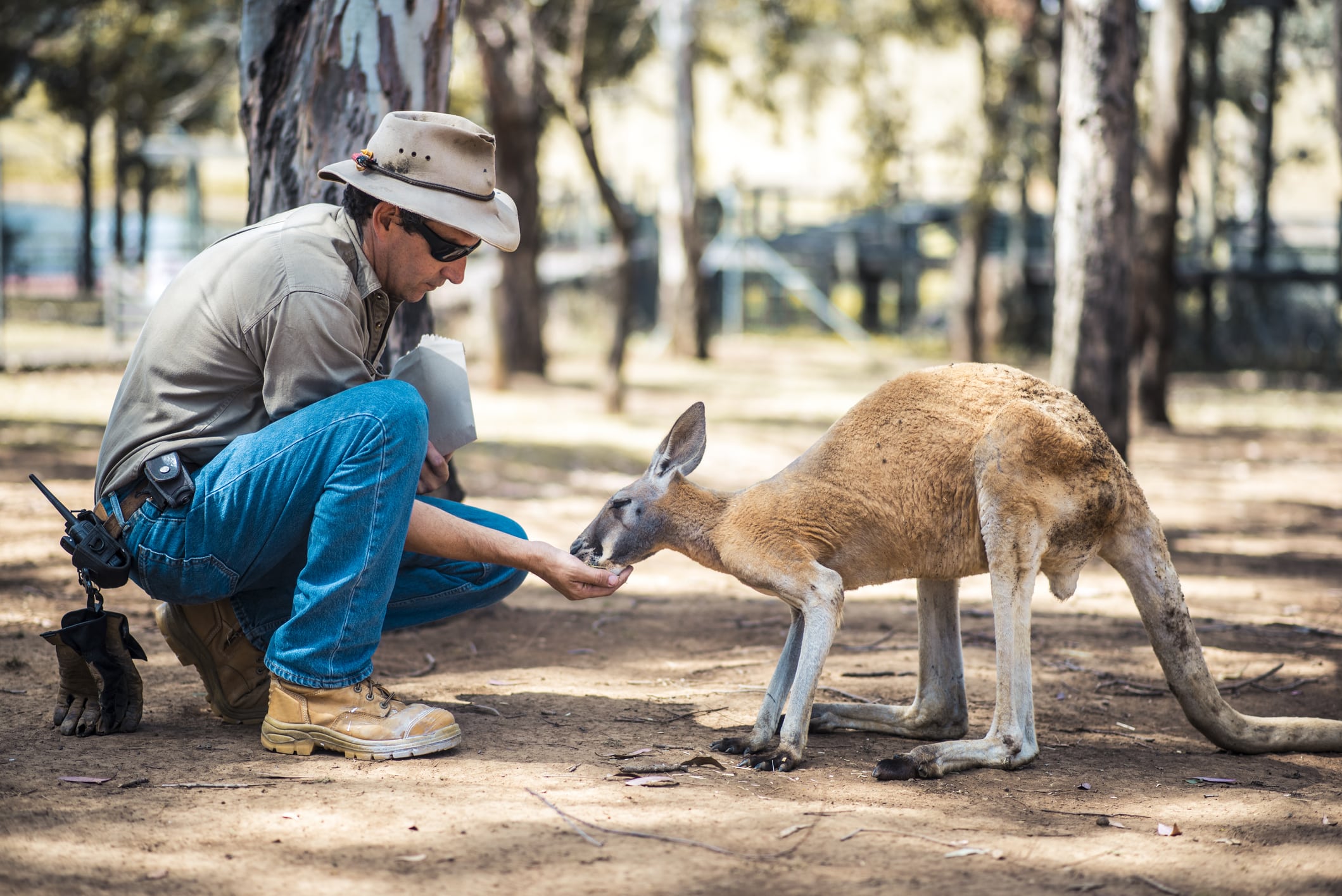Zookeeper feeding a kangaroo.