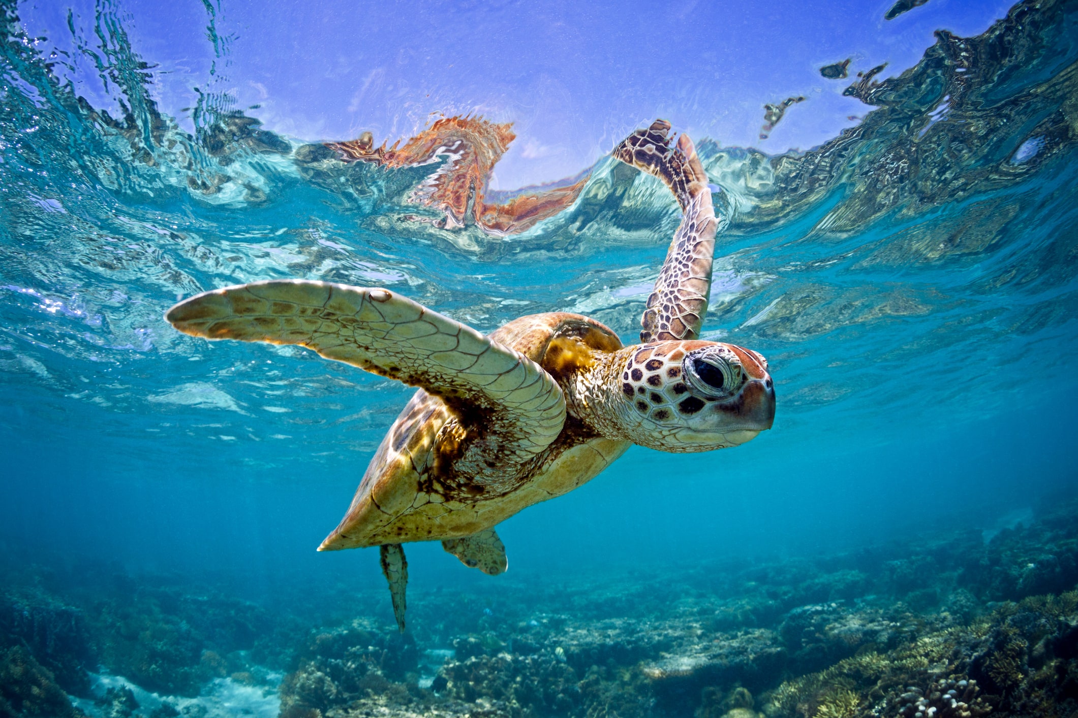 Baby sea turtle swimming in the water.