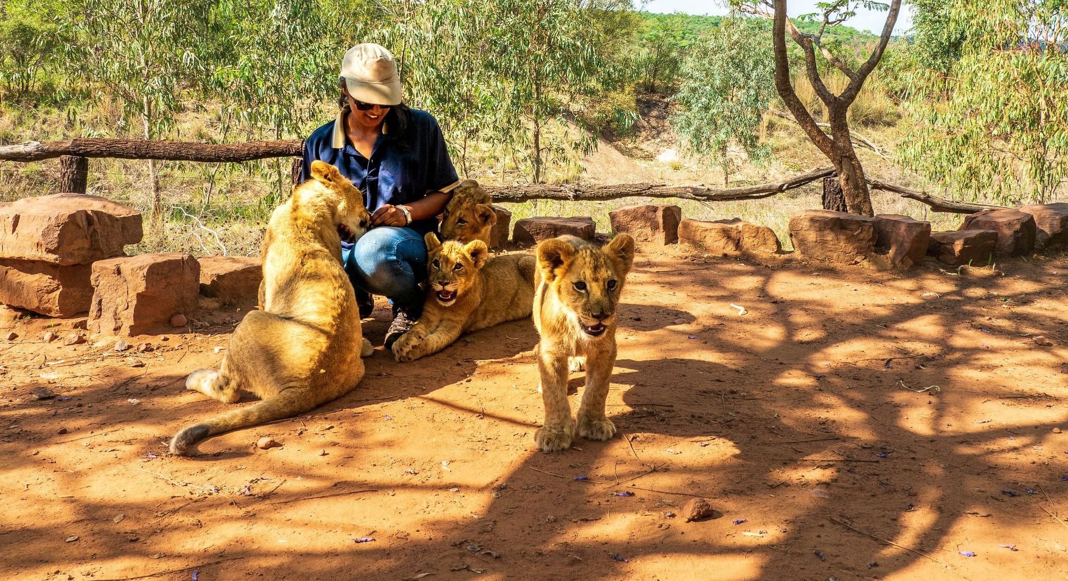 Person working with multiple lions outside.