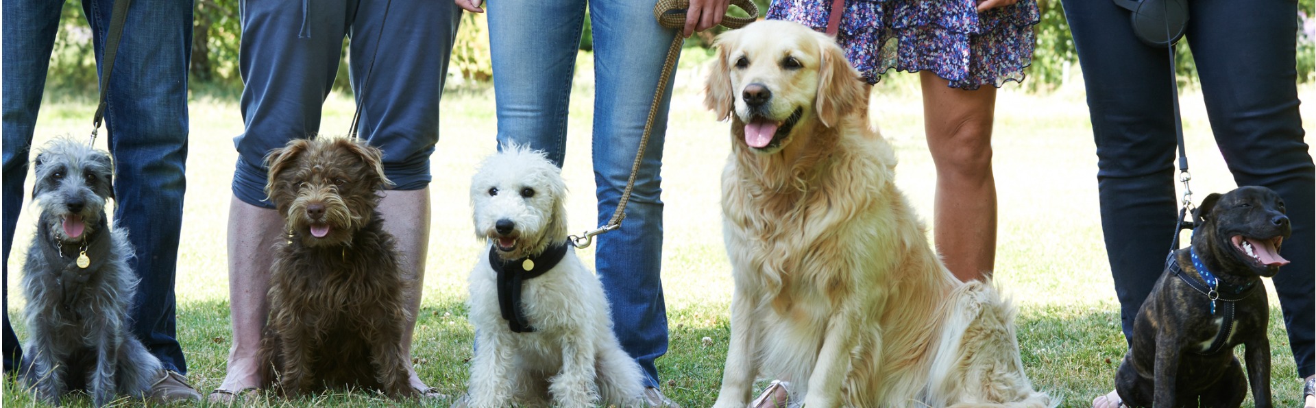 A group of dogs with their owners.