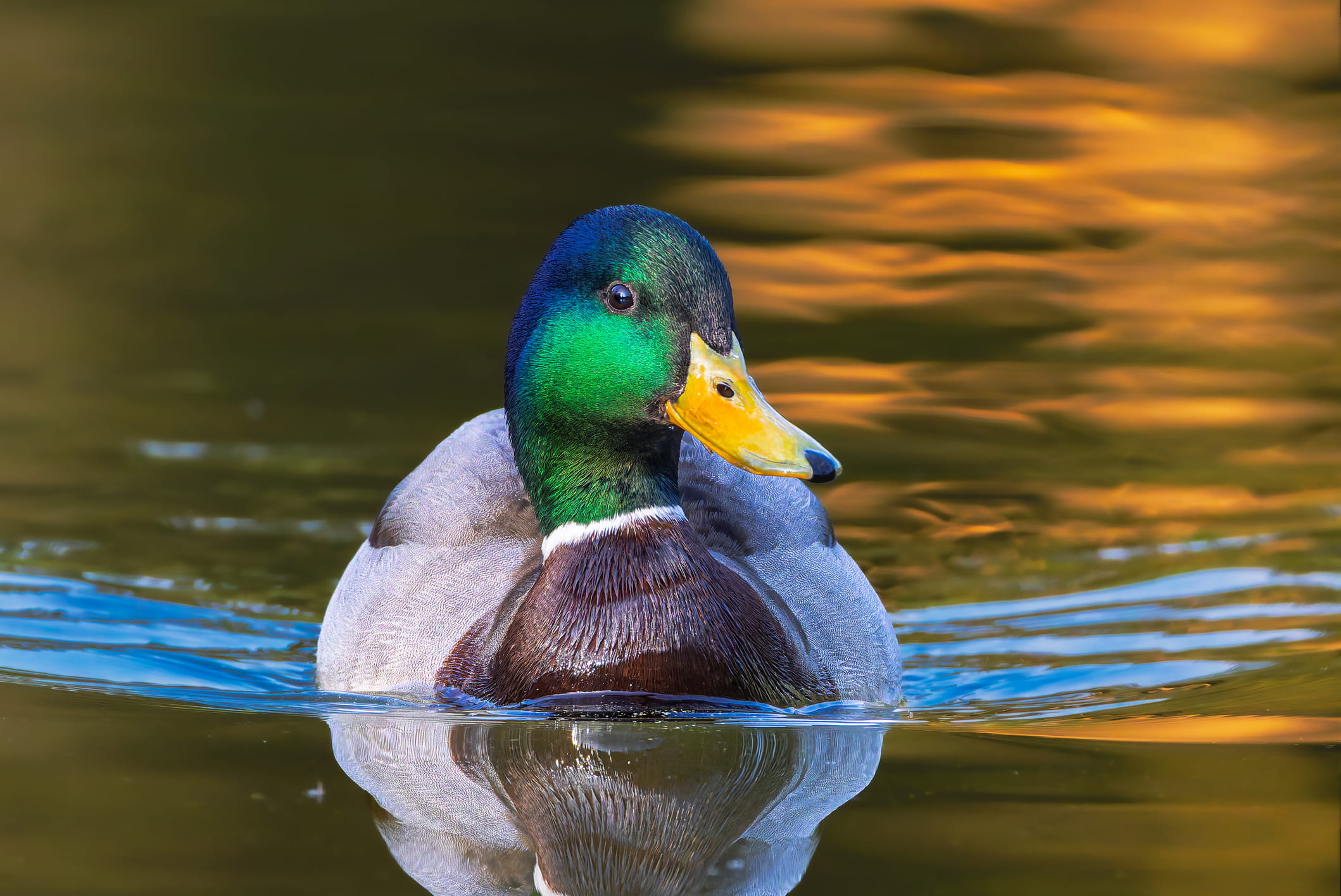 A dog floating on water.