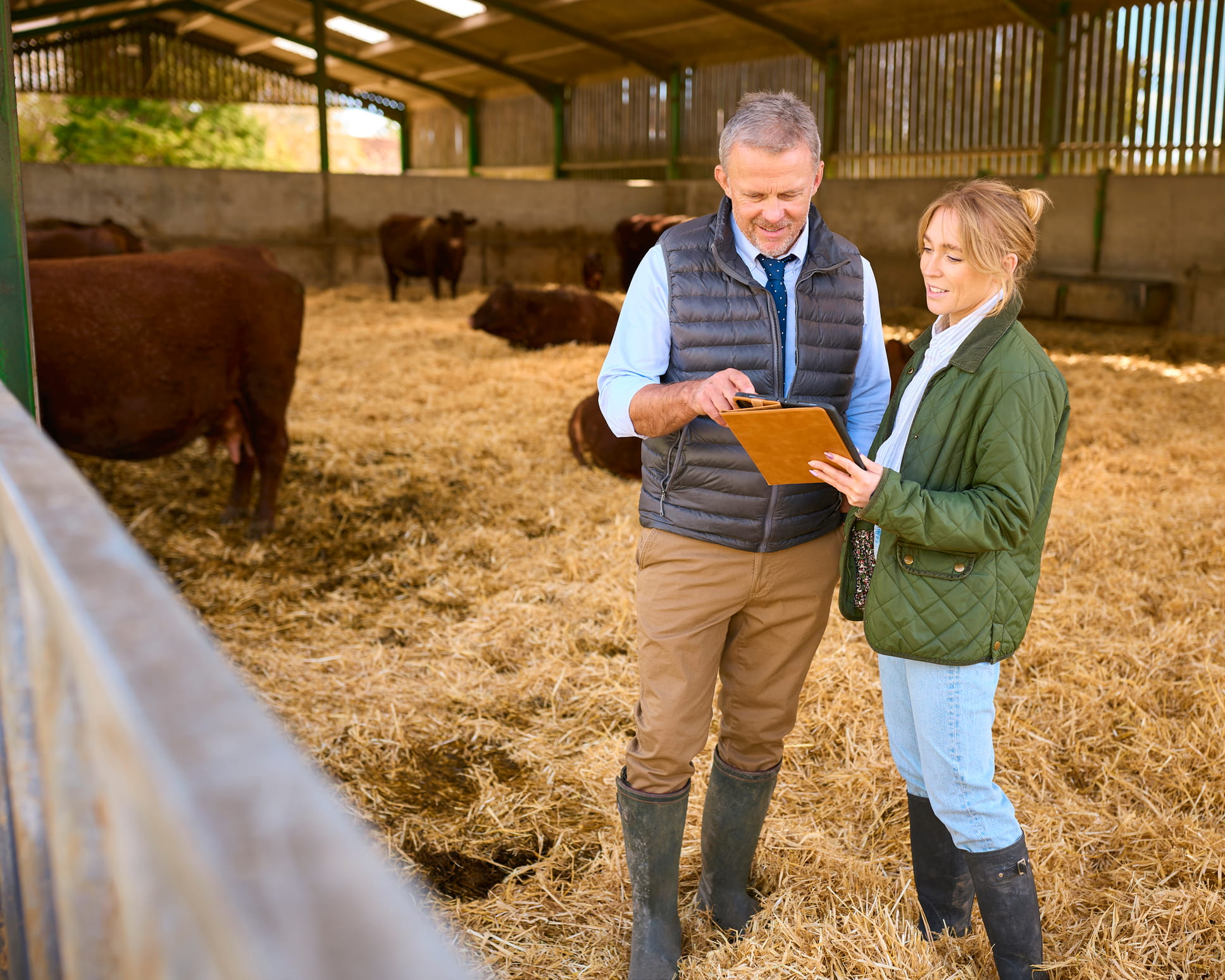 Man and woman use a tablet while inspecting cattle.