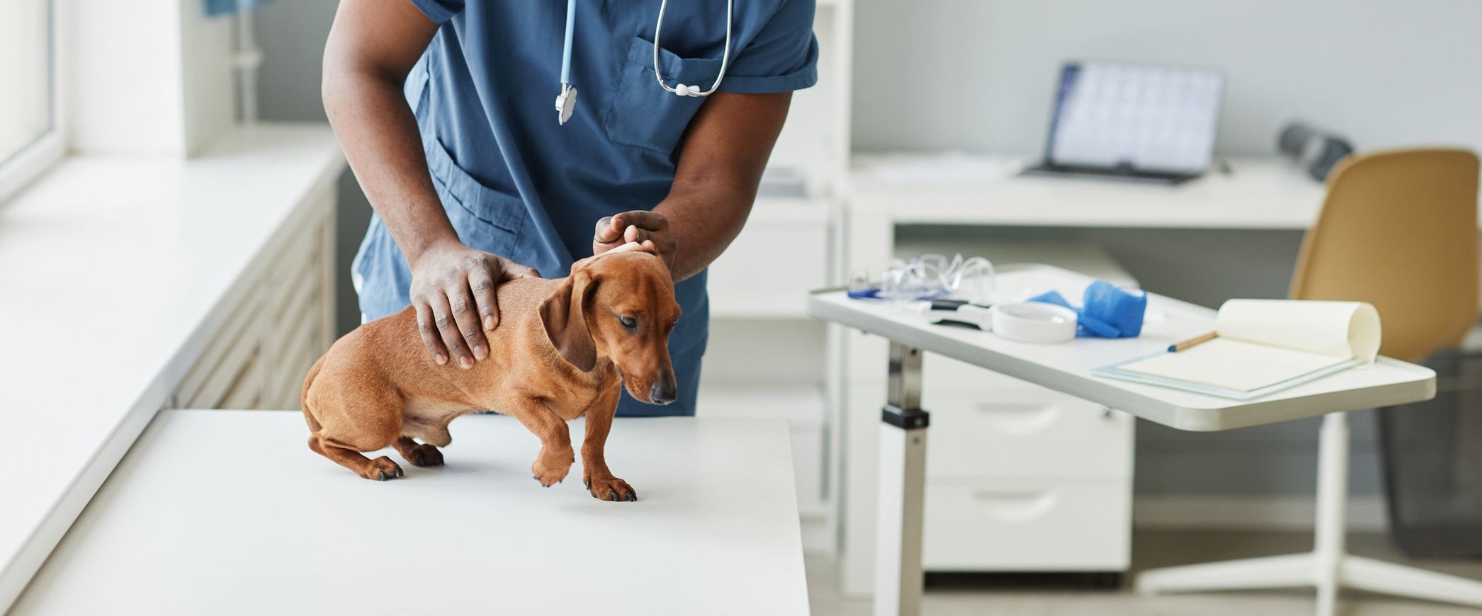 Veterinarian caring for dog.