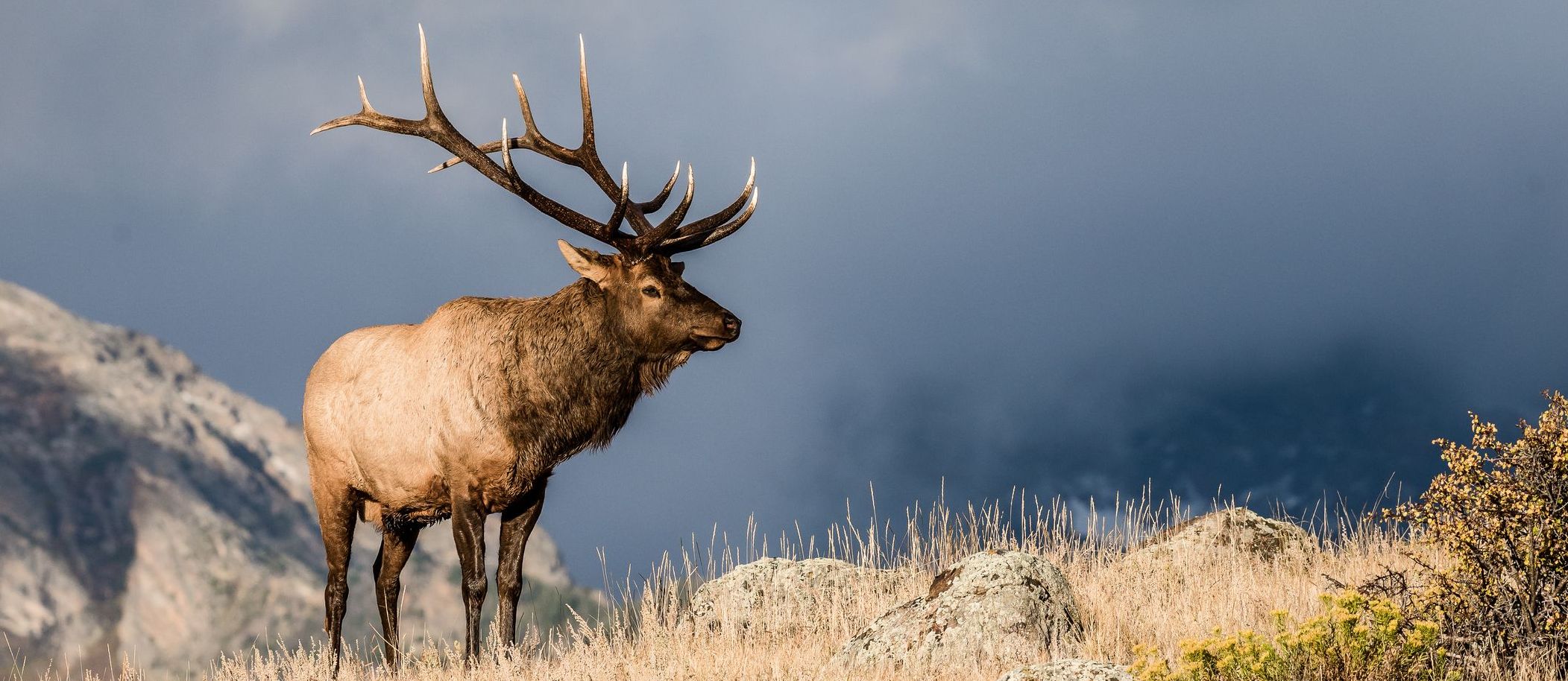 An elk standing outside.