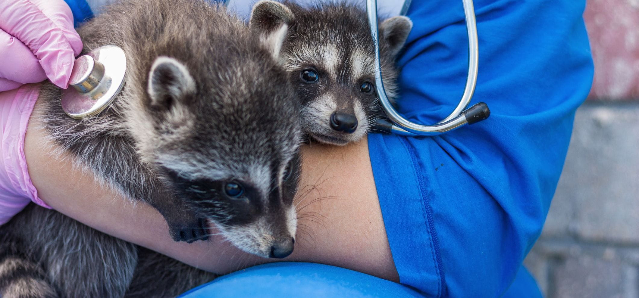 A technician works with two small racoons