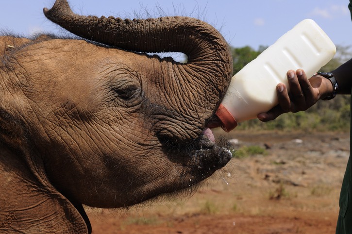 Baby elephant drinking milk from a bottle that is being held by a person.