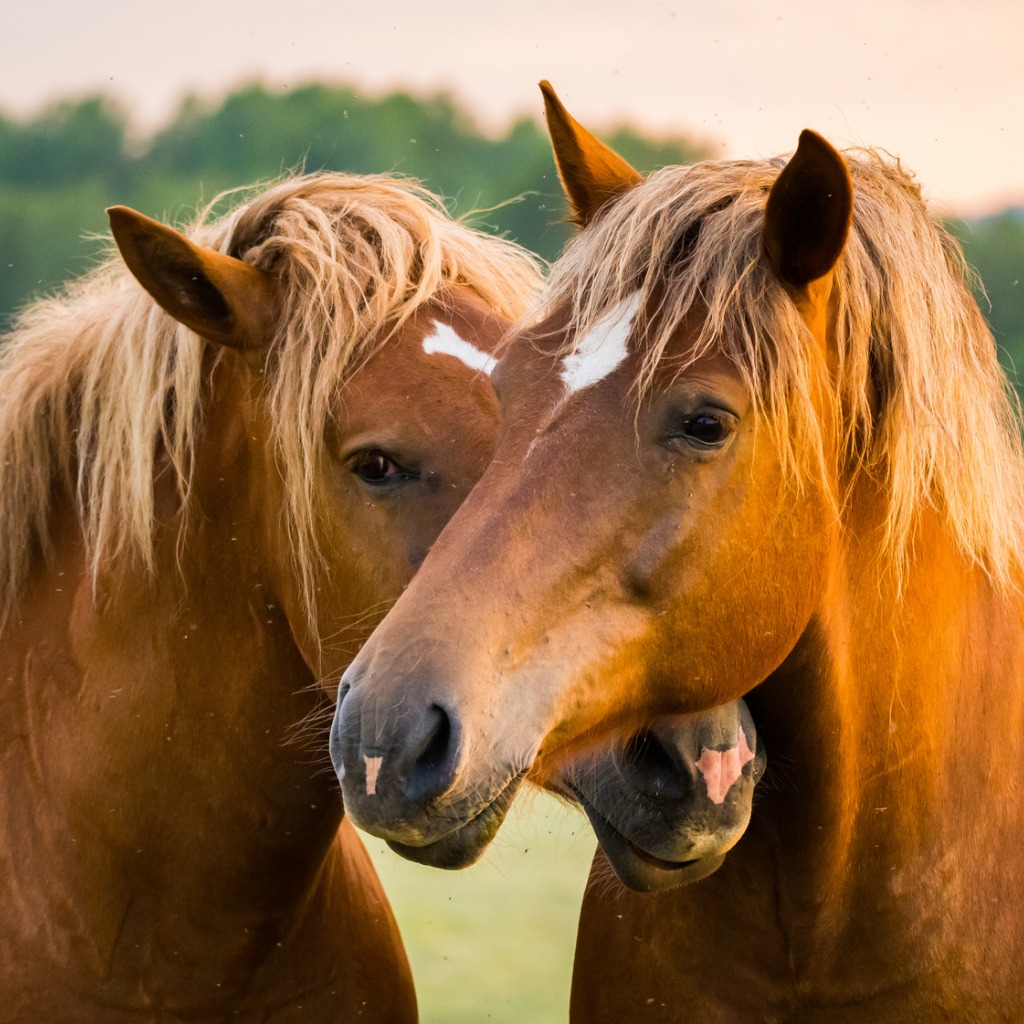Two horses nuzzling eachother.