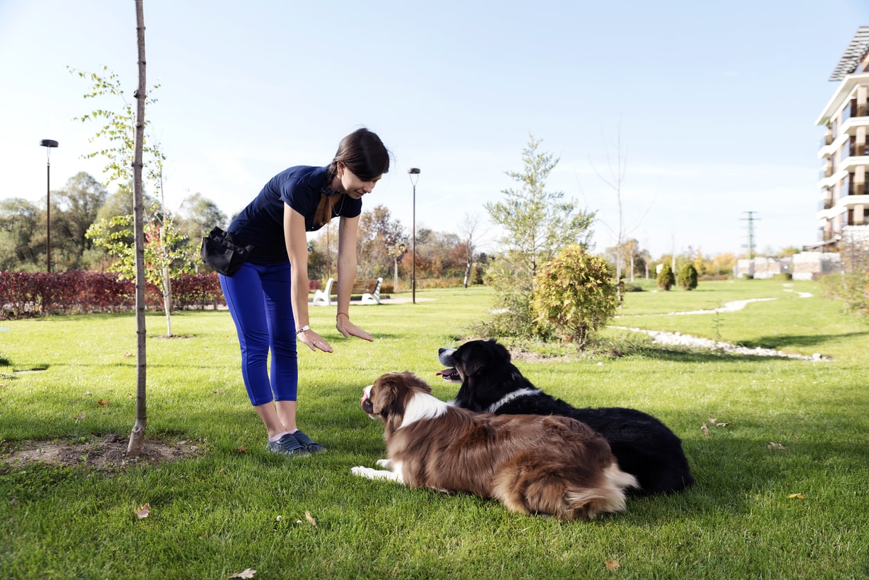 Female dog trainer teaching two dogs how to lay down.