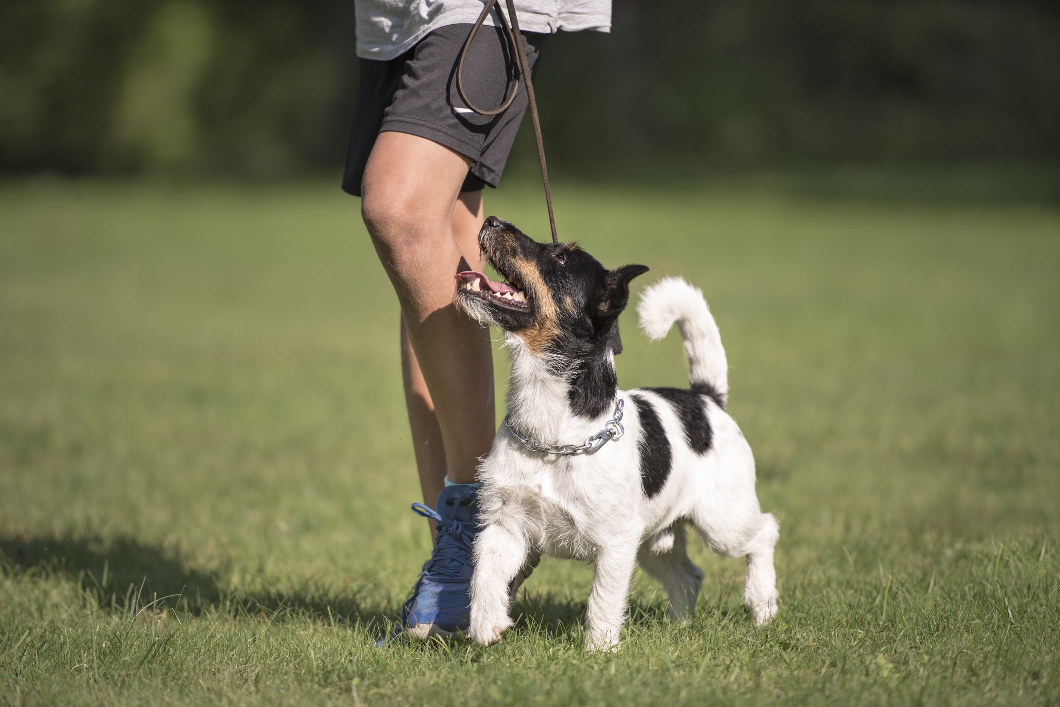 Dog looking up at human while on a walk.