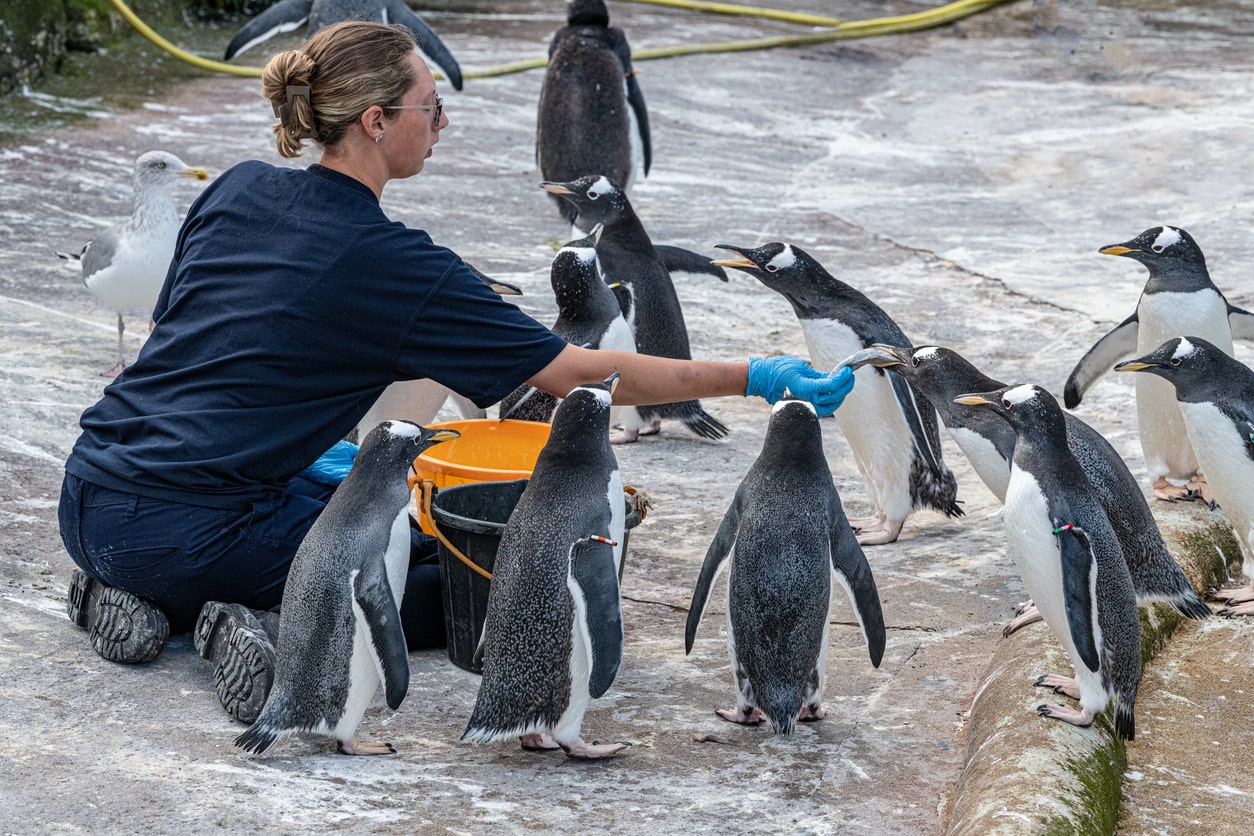 Zookeeper feeding a group of penguins.