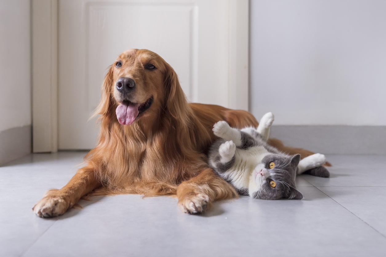 Dog and cat laying next to each other.