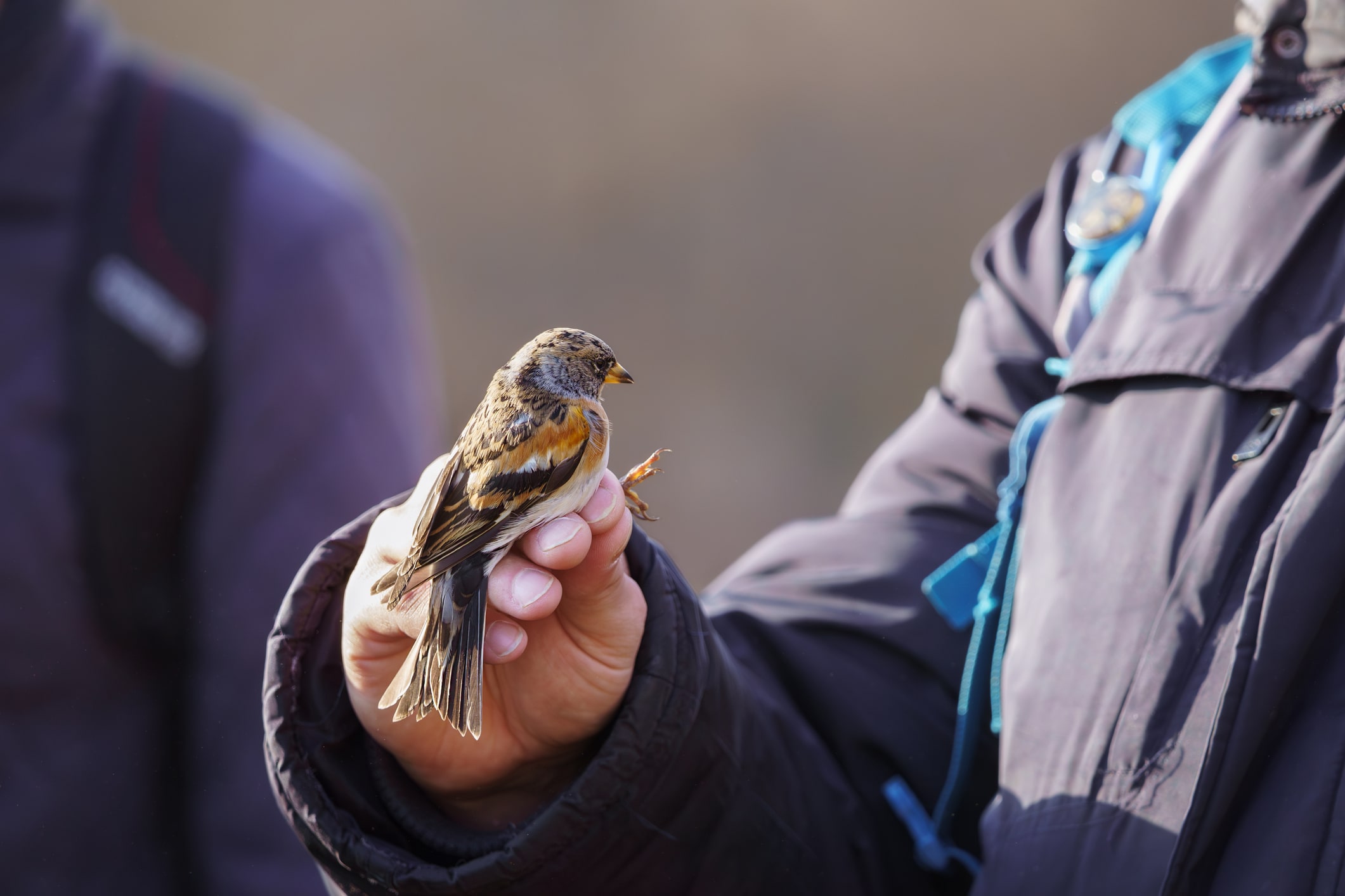 A person holding a small bird.