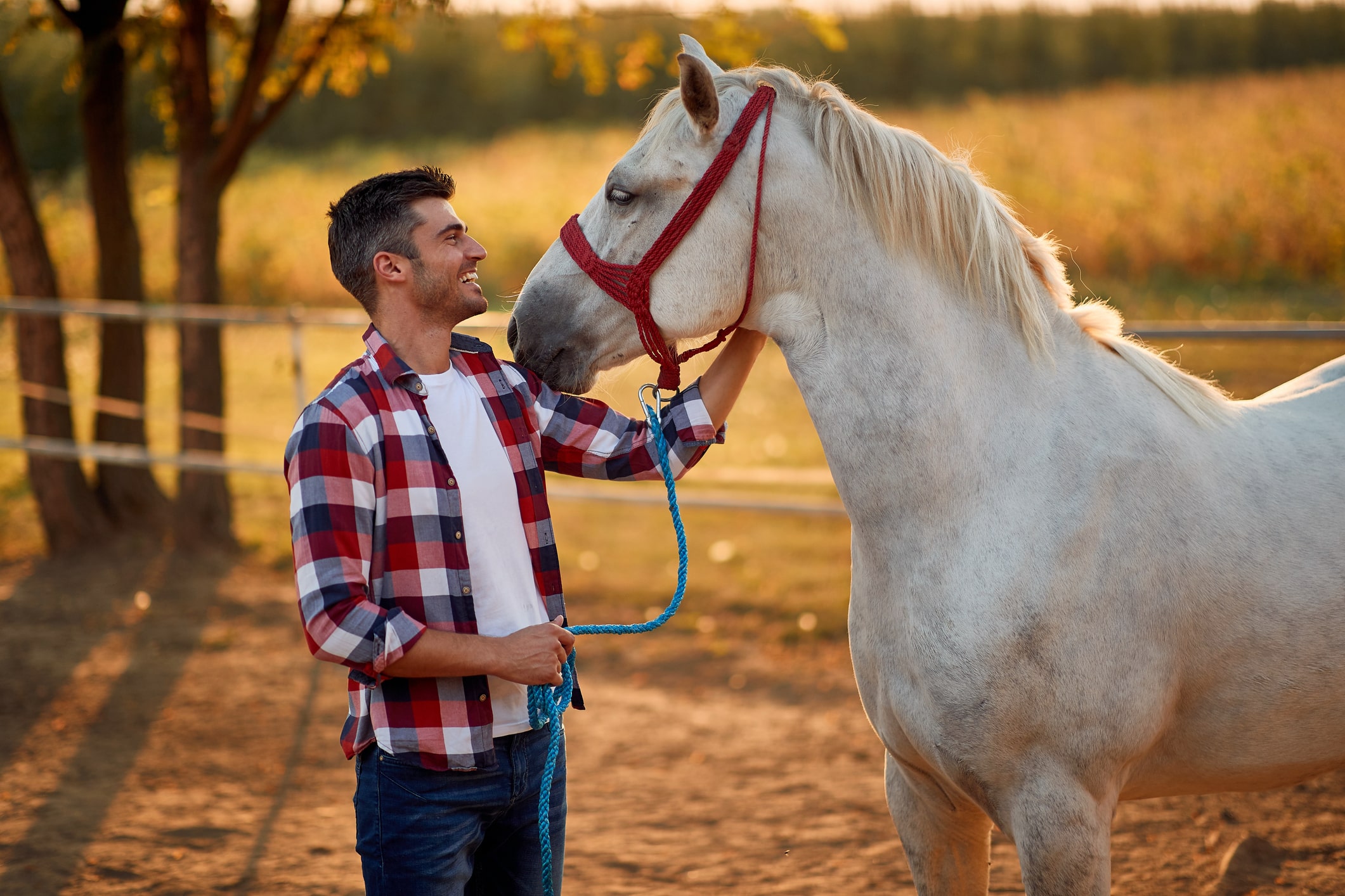 Man interacts with a white horse outside during sunset.
