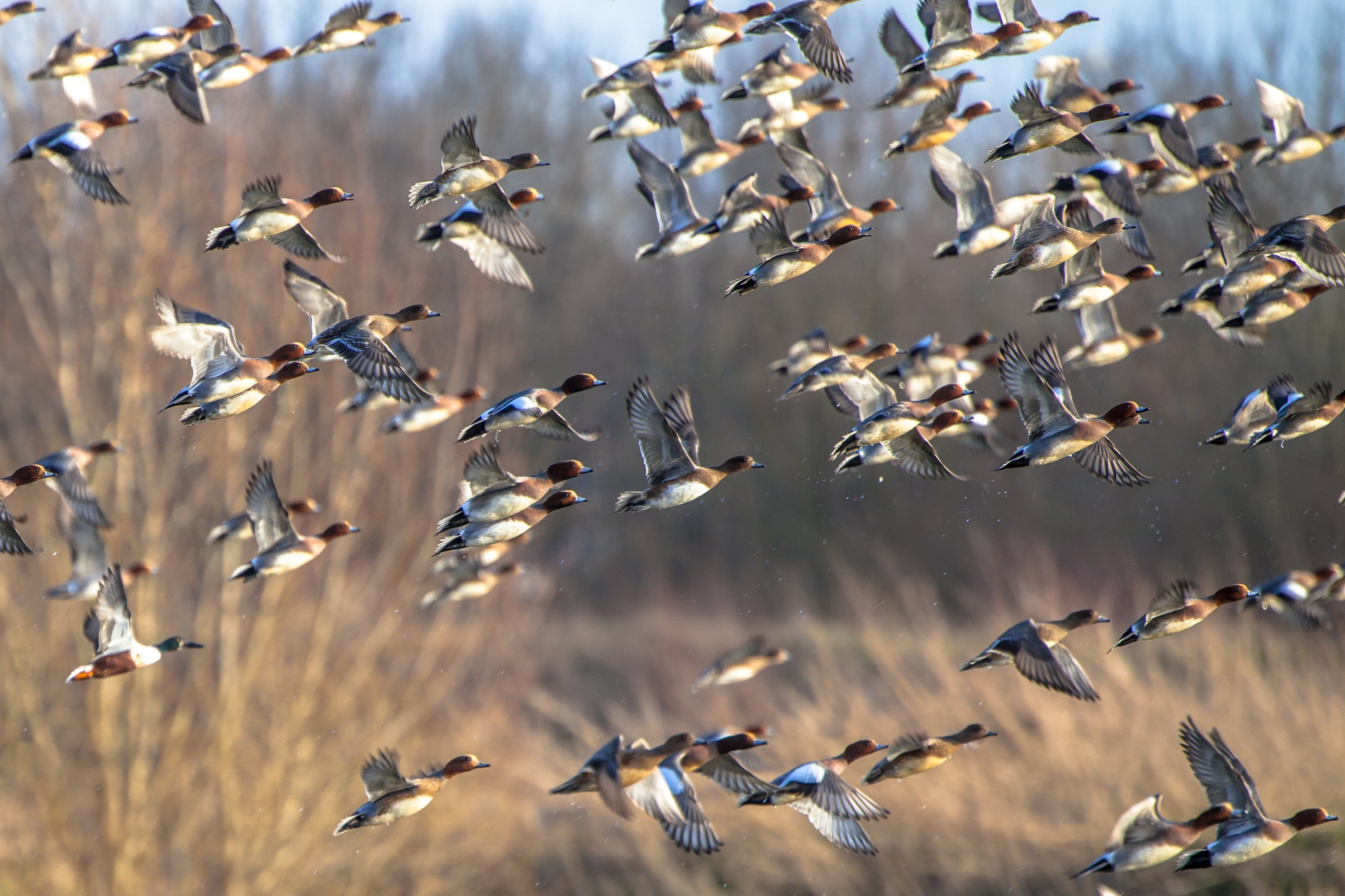 Flock of ducks flying in front of trees.