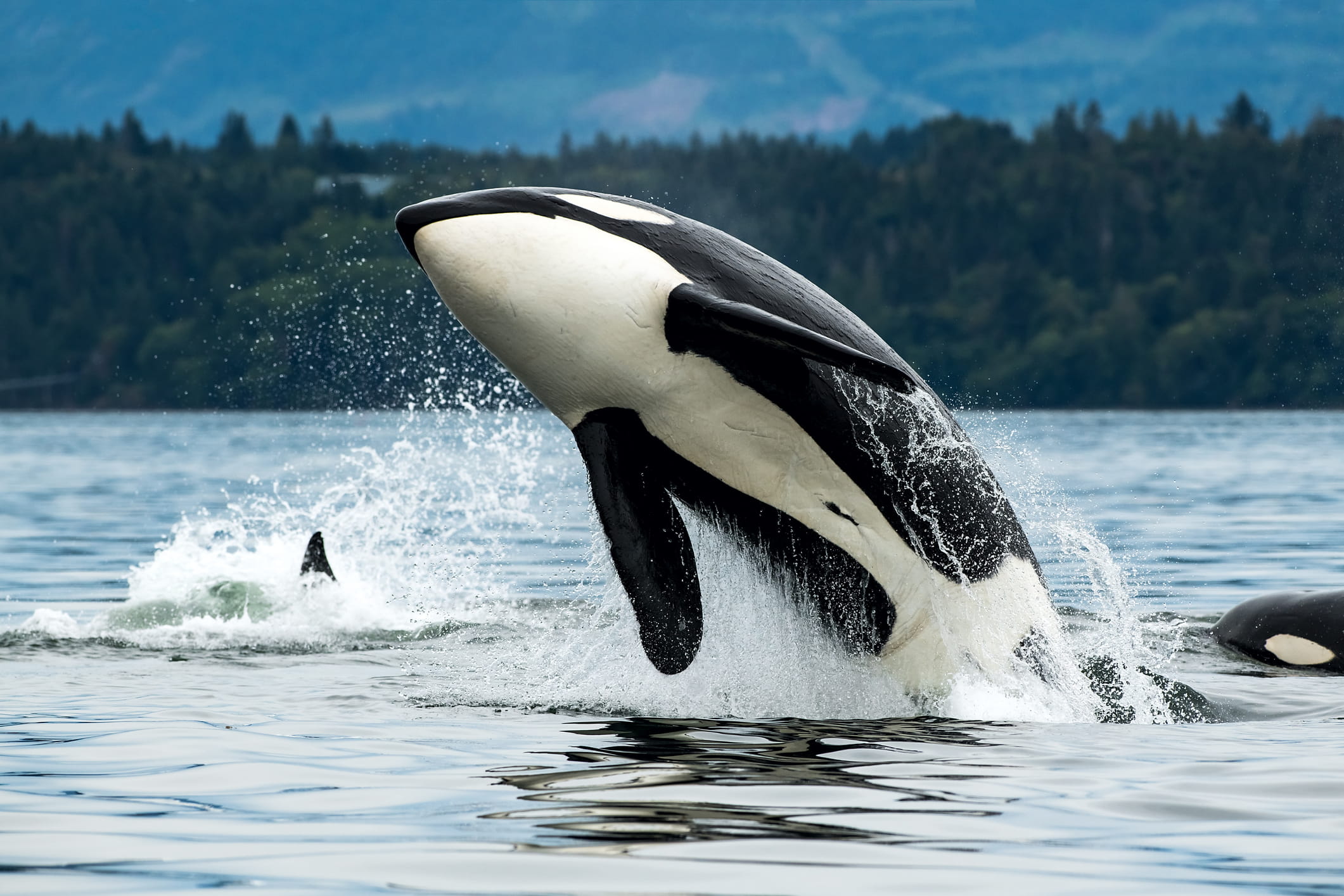 An orca jumping out of the water.