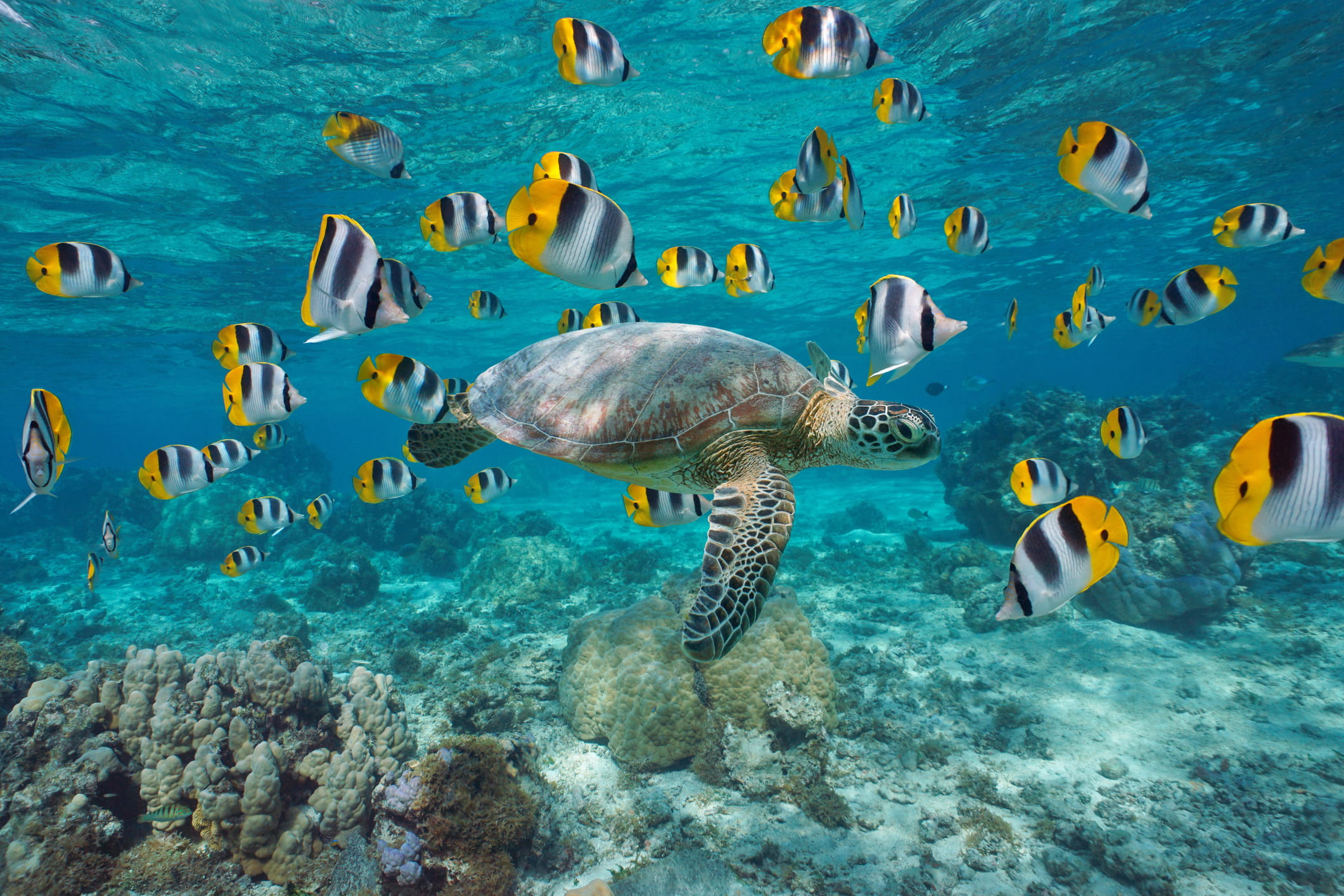 A sea turtle swimming with fish.
