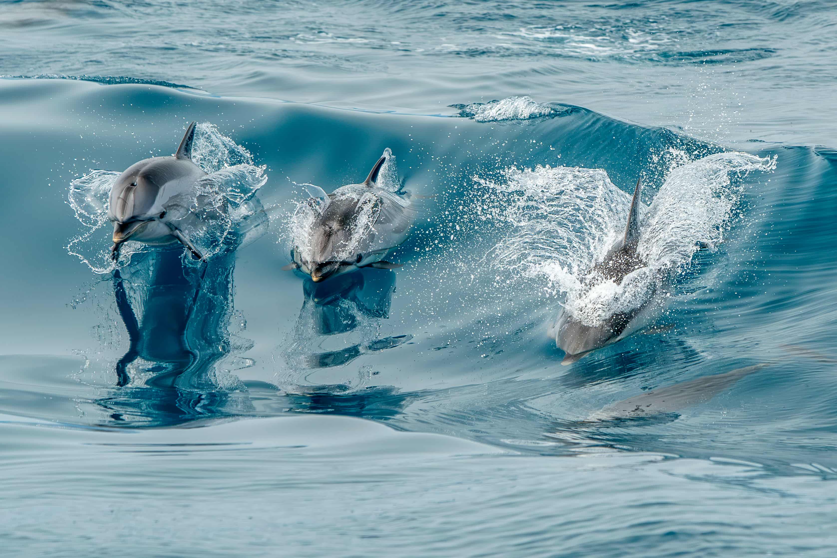 Dolphins swimming near the surface of the water.
