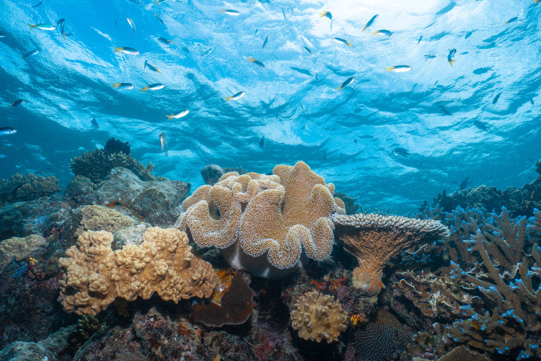 Fish swimming above a coral reef.