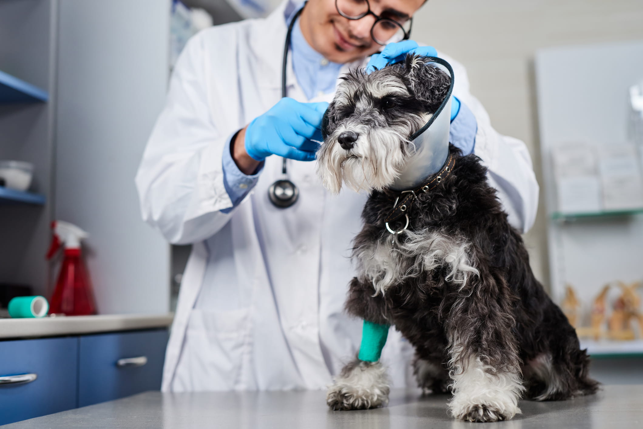 A veterinarian puts a recovery collar on a small dog.