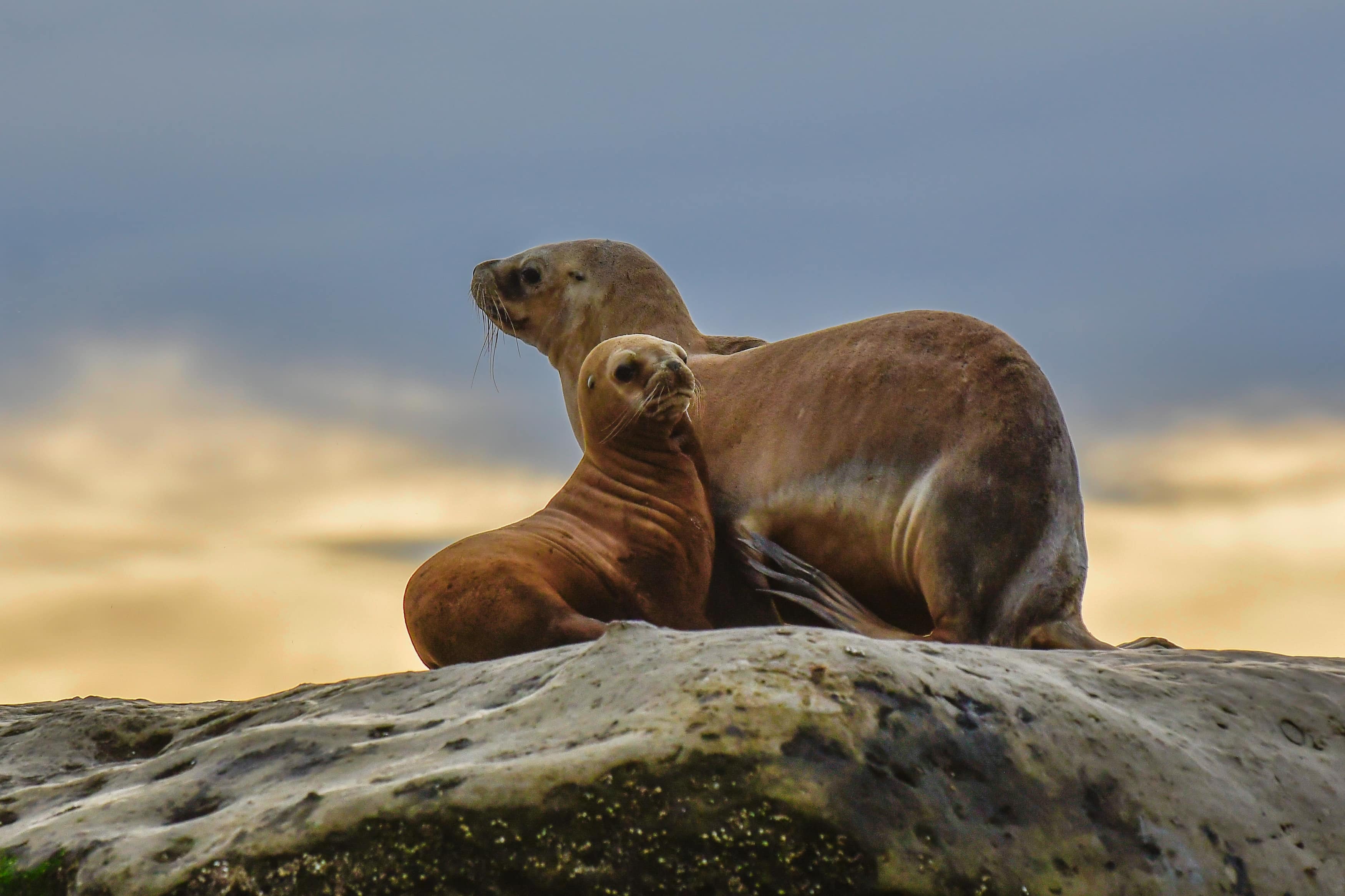 Two sea lions sitting on a rock.