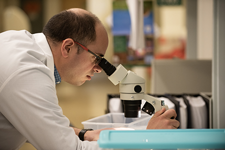 A faculty member works with a microscope in a lab